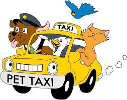 Pet taxi 20 Aed