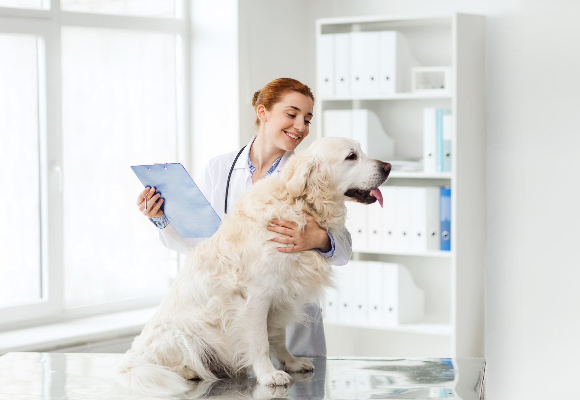 happy doctor with retriever dog at vet clinic