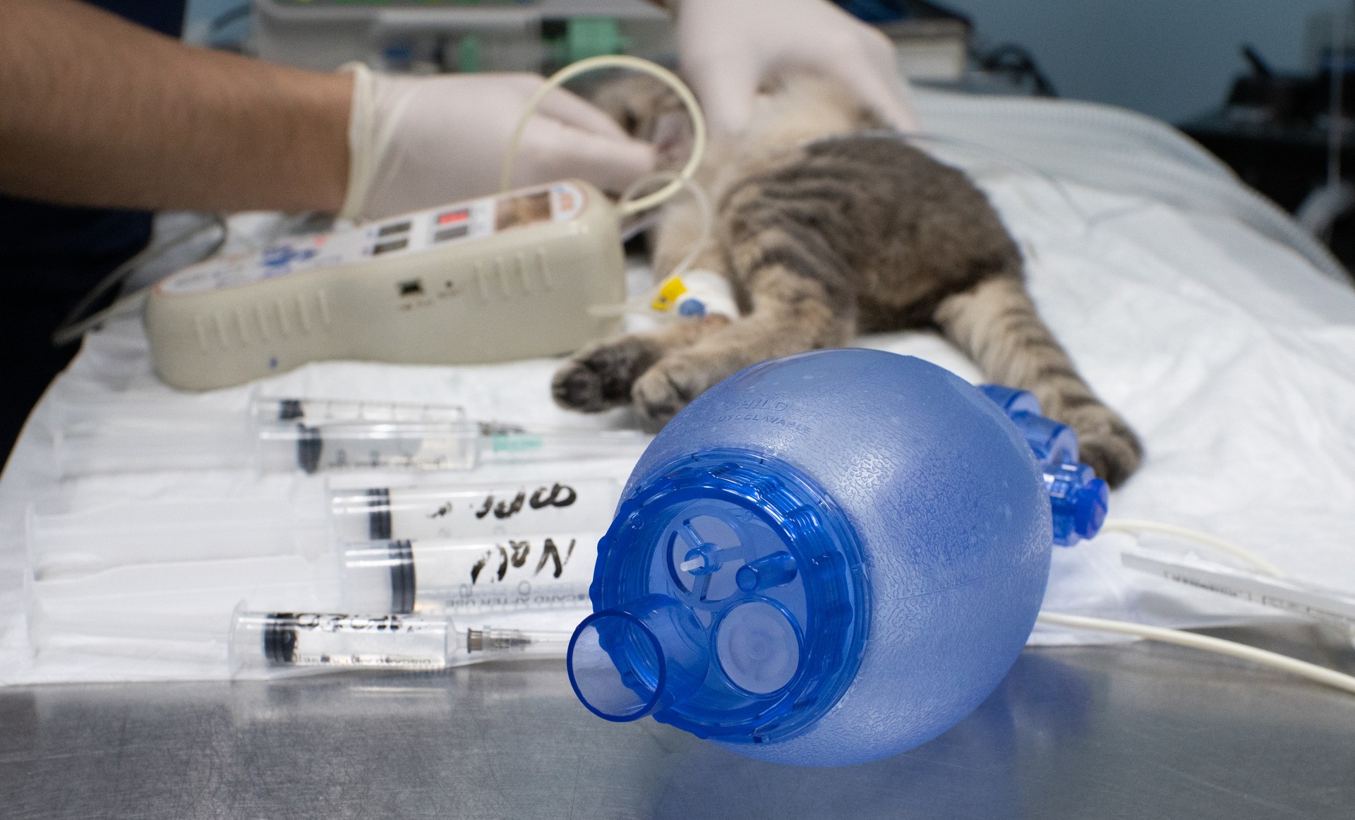 In the veterinary clinic, the cat is being resuscitated to save his life. The cat is connected to an electrocardiogram machine. Nearby lie an Ambu bag and syringes with medicines.