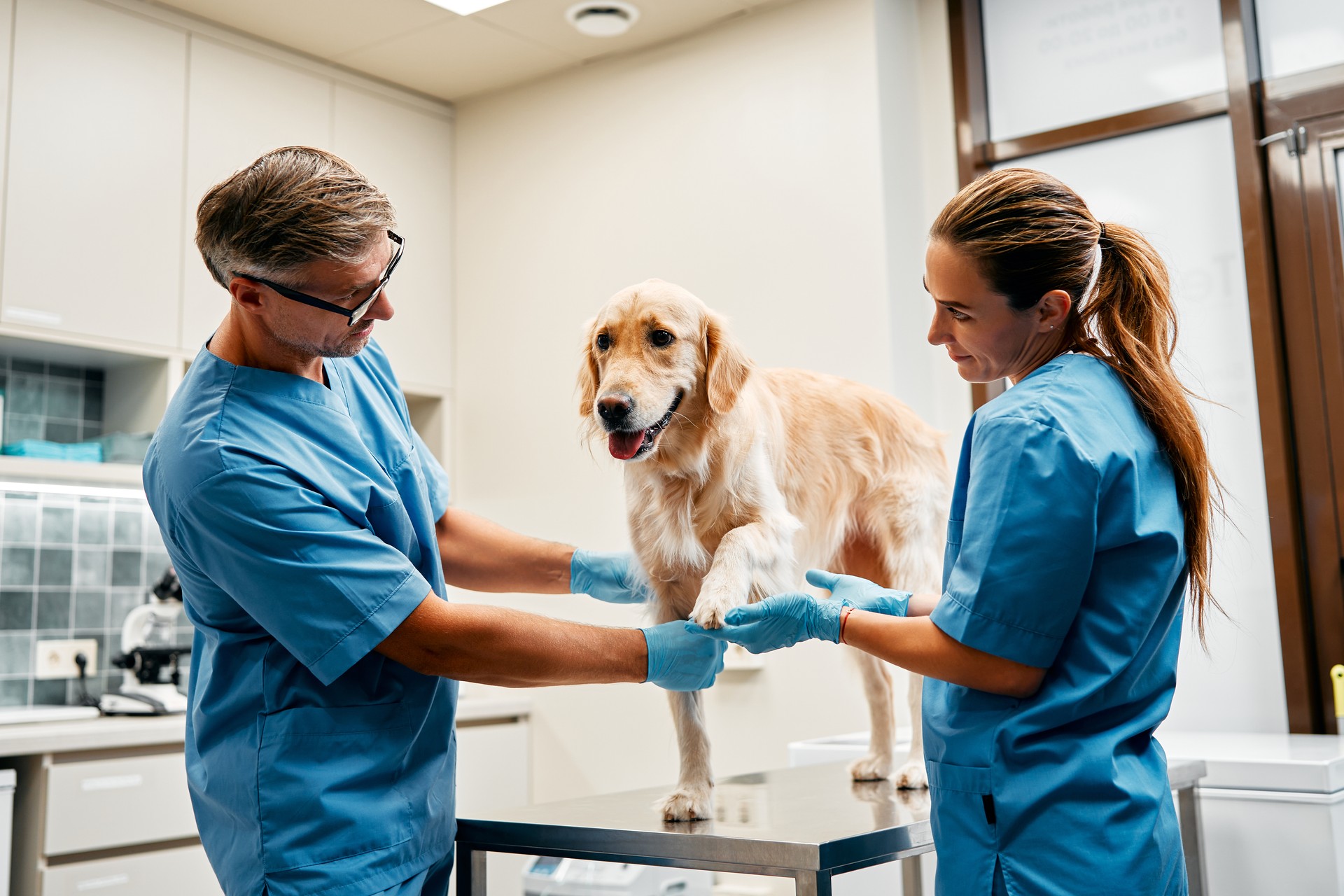 Animals for examination and treatment in the veterinary clinic